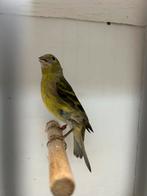 Te koop 2 zwartkopsijs pop, Dieren en Toebehoren, Vogels | Kanaries, Vrouwelijk, Kleurkanarie