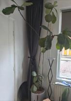 Ficus Lyrata vioolbladplant hydrocultuur, Ophalen, Ficus, Halfschaduw, In pot