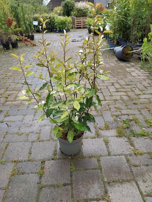 Olijfwilg,  elaeagnus ebbingei 60-100 cm hoog, Tuin en Terras, Planten | Struiken en Hagen, Overige soorten, Ophalen