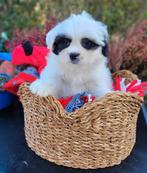 Leuke boomer pups te koop!, Parvo, Overige rassen, 8 tot 15 weken, Meerdere