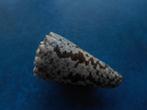Schelpen: Conus imperialis L. (afwijkend) gem 42mm, Verzamelen, Verzenden, Schelp(en)