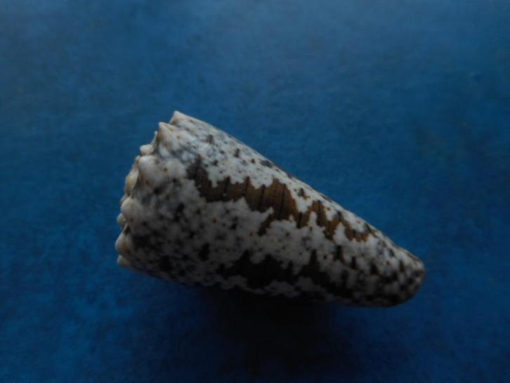 Schelpen: Conus imperialis L. (afwijkend) gem 42mm, Verzamelen, Mineralen en Fossielen, Schelp(en), Verzenden