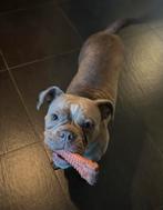 Te koop old English bulldog teefje, Dieren en Toebehoren, Honden | Bulldogs, Pinschers en Molossers, Reu, Bulldog, Eén hond, 3 tot 5 jaar