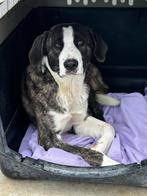 ACE: Shiva, sociale dame met een goede inborst!, Dieren en Toebehoren, Particulier, Rabiës (hondsdolheid), Overige rassen, 1 tot 2 jaar