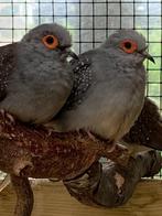 diamantduifjes mannen/doffers, Dieren en Toebehoren, Vogels | Duiven, Mannelijk, Overige soorten