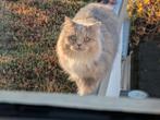 Vermist grijze langhaar poes Nanga, Poes, Gechipt, 3 tot 5 jaar