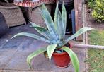 Sierplant Agave, Tuin en Terras, Planten | Tuinplanten, Volle zon, Vaste plant, Bloeit niet, Ophalen