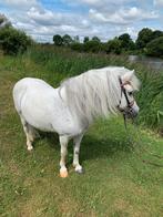 Mooie brave a pony, Dieren en Toebehoren, Pony's, Merrie, Recreatiepony