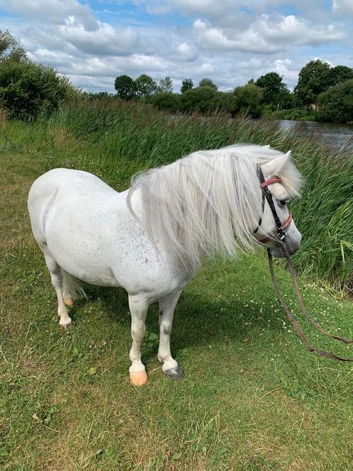 Mooie brave a pony, Dieren en Toebehoren, Pony's, Merrie, Recreatiepony