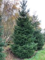 Kerstbomen te koop., Ophalen