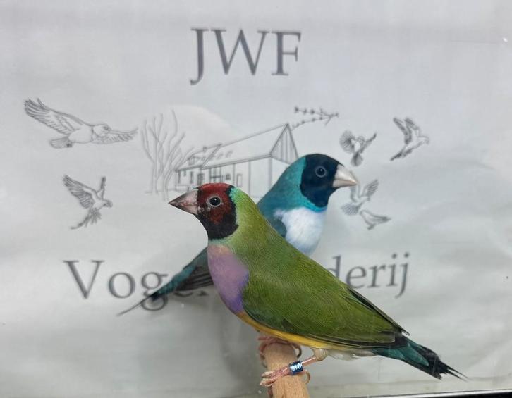 Gouldamadine, Dieren en Toebehoren, Vogels | Overige Vogels, Meerdere dieren