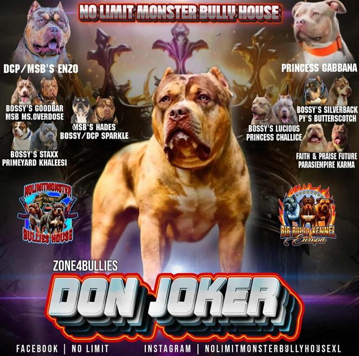 Xl bully  dek reu, Dieren en Toebehoren, Honden | Bulldogs, Pinschers en Molossers, Meerdere dieren, Fokker | Hobbymatig, Meerdere