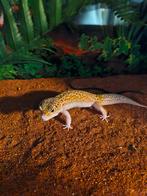 3 luipaardgekko's, Dieren en Toebehoren, Reptielen en Amfibieën, Hagedis, 0 tot 2 jaar