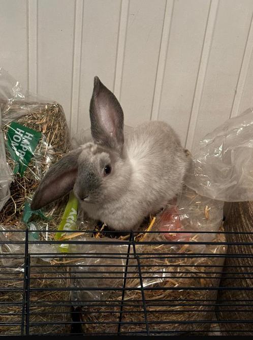 Konijn 7 maanden, Dieren en Toebehoren, Konijnen, Groot, Mannelijk, Hangoor