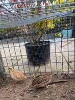 Vrouwtjes kwartel te koop, Dieren en Toebehoren, Vogels | Overige Vogels, Vrouwelijk