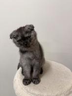 scottish fold kitten mag nest verlaten., Dieren en Toebehoren, Kater, Kortharig, 0 tot 2 jaar