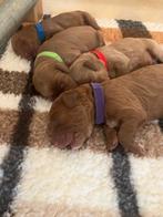 Prachtig nestje Labradoodle/ Australian labradoodle pups, Overige rassen, Meerdere, Meerdere dieren, Nederland