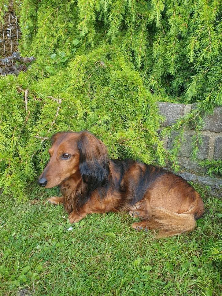 dek teckel hond, Dieren en Toebehoren, Honden | Dekreuen, Reu, Particulier, Eén hond, Nederland, 6 jaar of ouder, CDV (hondenziekte)