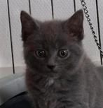Blauwgrijs kitten (poesje), Dieren en Toebehoren, Katten en Kittens | Overige Katten, Poes, Kortharig, 0 tot 2 jaar