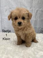 POMAPOO PUPS, Poedel, 8 tot 15 weken, CDV (hondenziekte), Meerdere dieren