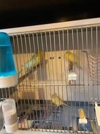 Waterslager poppen, Ophalen of Verzenden, Zo goed als nieuw, Hout, Overige typen