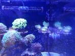 Koraal stekken Sarcophyton ehrenbergi green long polyps, Dieren en Toebehoren, Overige typen, Zoutwatervis