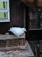 TORTELDUIFJES, Dieren en Toebehoren, Vogels | Duiven, Meerdere dieren, Overige soorten