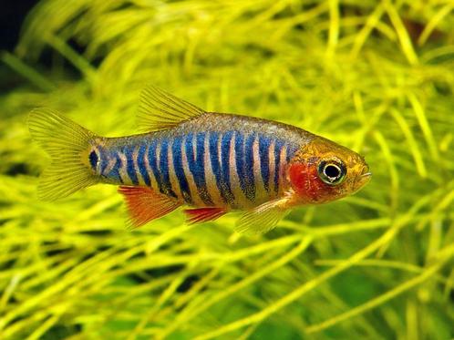 Hobbyaquarium Rasbora emerald – Microrasbora erythromicron, Dieren en Toebehoren, Vissen | Aquariumvissen, Zoetwatervis, Vis, Schoolvis