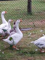 ganzen, Dieren en Toebehoren, Pluimvee, Meerdere dieren, Gans of Zwaan