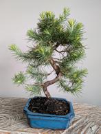 Pinus Halepensis Bonsai, Tuin en Terras, Planten | Bomen, Bloeit niet, Halfschaduw, Minder dan 100 cm, Overige soorten