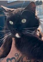 Prachtige mega lieve Ragdoll kater