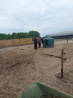 Ruime paddock (omg. Hilversum) heeft plek, 2 of 3 paarden of pony's, Stalling