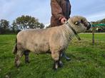 2 hampshire down dek rammen met stamboek, Dieren en Toebehoren, Schapen, Geiten en Varkens, Mannelijk, Schaap, 3 tot 5 jaar