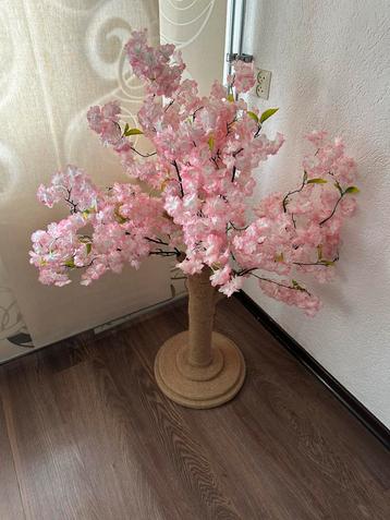 Krabpaal katten beschikbaar voor biedingen