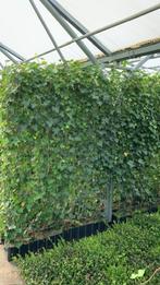 AANBIEDING!! kant en klaar hedera haag OP=OP, Ophalen, Overige soorten, Haag, 100 tot 250 cm