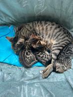 Bengaal Kittens, Dieren en Toebehoren, Katten en Kittens | Raskatten | Korthaar, Poes, Gechipt