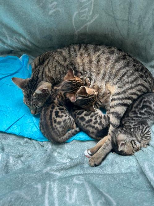 Bengaal Kittens, Dieren en Toebehoren, Katten en Kittens | Raskatten | Korthaar, Poes, Gechipt, Ontwormd, Ingeënt