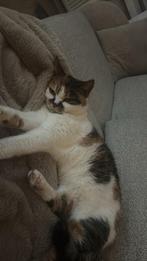 Lapjes kat, Poes