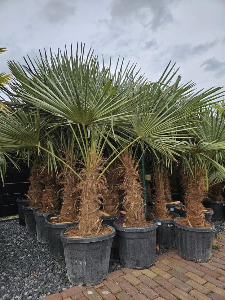 MOOIE DIKKE GOED GEWORTELDE WINTERHARDE TRACHYCARPUS PALMEN, Tuin en Terras, Planten | Bomen, Palmboom, 100 tot 250 cm, Halfschaduw