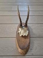 Ree Gewei op houten schild jacht mancave overkapping d93, Ophalen of Verzenden, Gebruikt, Hert, Gewei of Kop