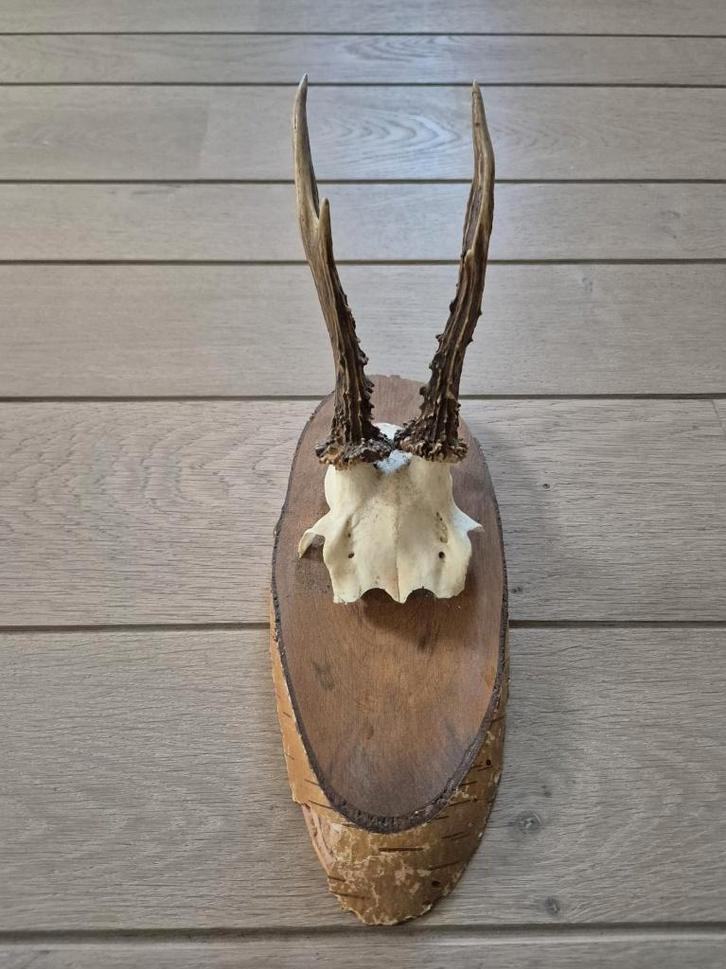 Ree Gewei op houten schild jacht mancave overkapping d93, Verzamelen, Dierenverzamelingen, Gebruikt, Gewei of Kop, Hert, Ophalen of Verzenden