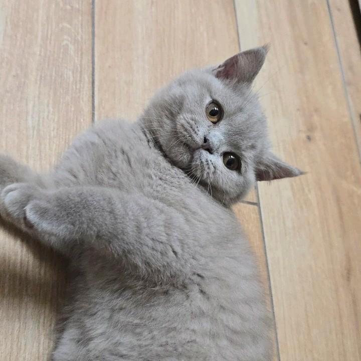 Mooie britse korthaar poesje te koop!, Dieren en Toebehoren, Katten en Kittens | Raskatten | Korthaar, Poes, Ontwormd