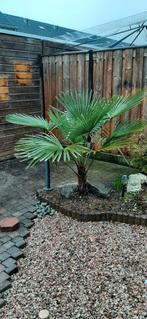 Palmboom, Tuin en Terras, Planten | Bomen, 100 tot 250 cm, Zomer, Palmboom, Ophalen