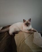 Britse korthaar poes blue point, Dieren en Toebehoren, Katten en Kittens | Raskatten | Korthaar, Poes, 0 tot 2 jaar
