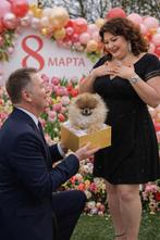 Pomeriaan puppy’s, Parvo, 8 tot 15 weken, Meerdere, Nederland