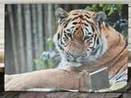 Tijger op canvas 70x50, Huis en Inrichting, Woonaccessoires | Schilderijen, Tekeningen en Foto's, 50 tot 75 cm, Ophalen of Verzenden