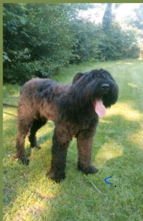 zeer mooie gitzwarte bouvier reu met ruime dek ervaring, Dieren en Toebehoren, Honden | Dekreuen, Reu, Particulier, Meerdere, Nederland
