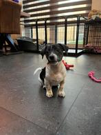 Jack Russel puppy, Jack Russell Terriër, Reu, 8 tot 15 weken, Meerdere