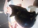 Lieve kitten, Poes, Kortharig, 0 tot 2 jaar