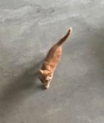 Devon rex, Dieren en Toebehoren, Kater, Gechipt, 0 tot 2 jaar